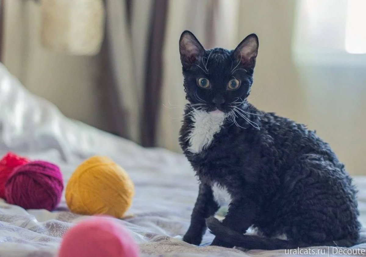 Уральский рекс