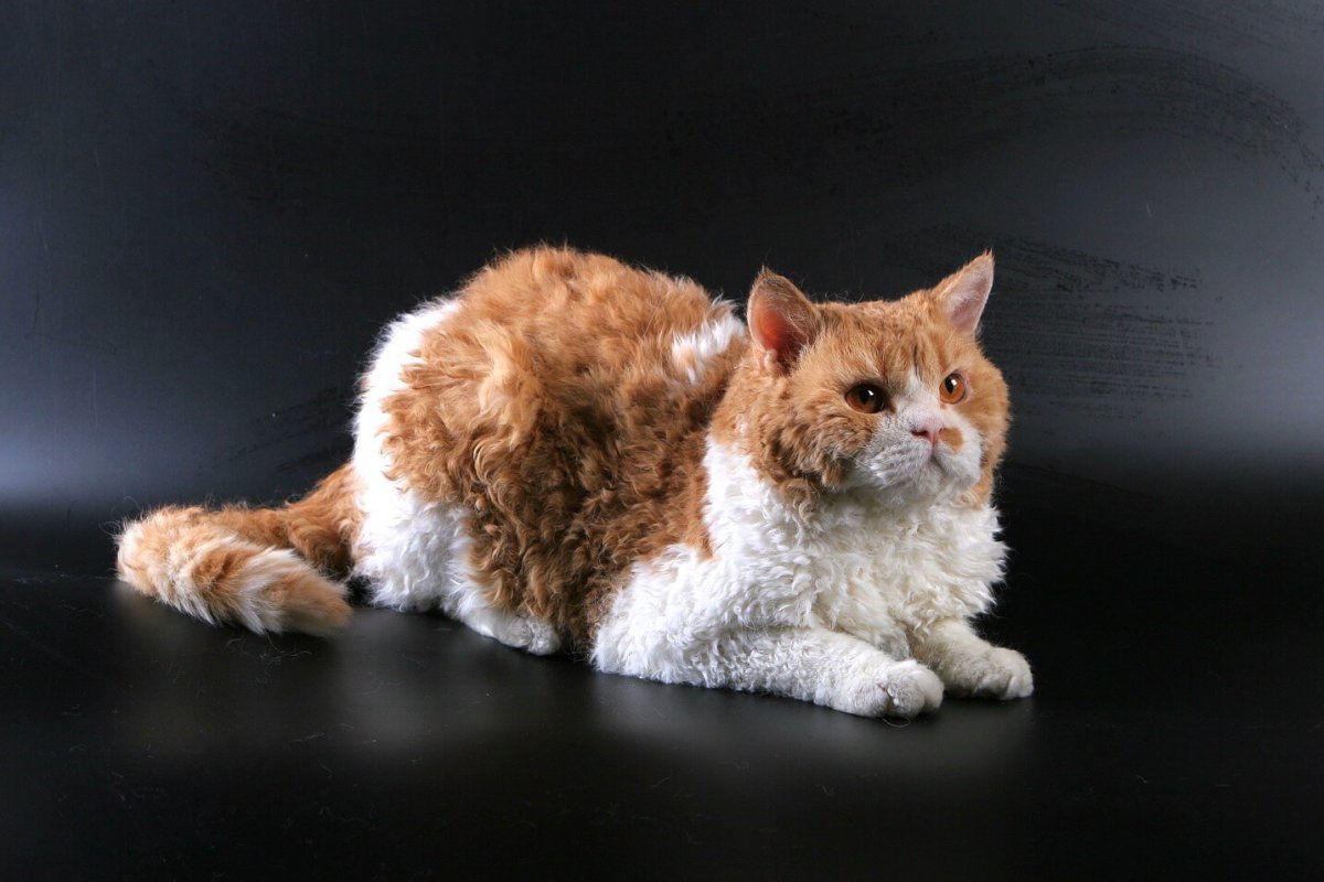 Кот Селкирк рекс