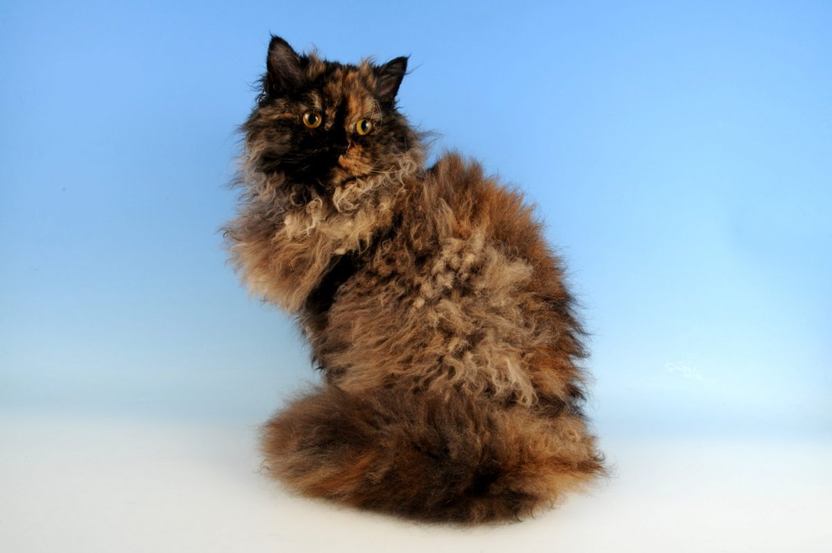 Уральский рекс черный