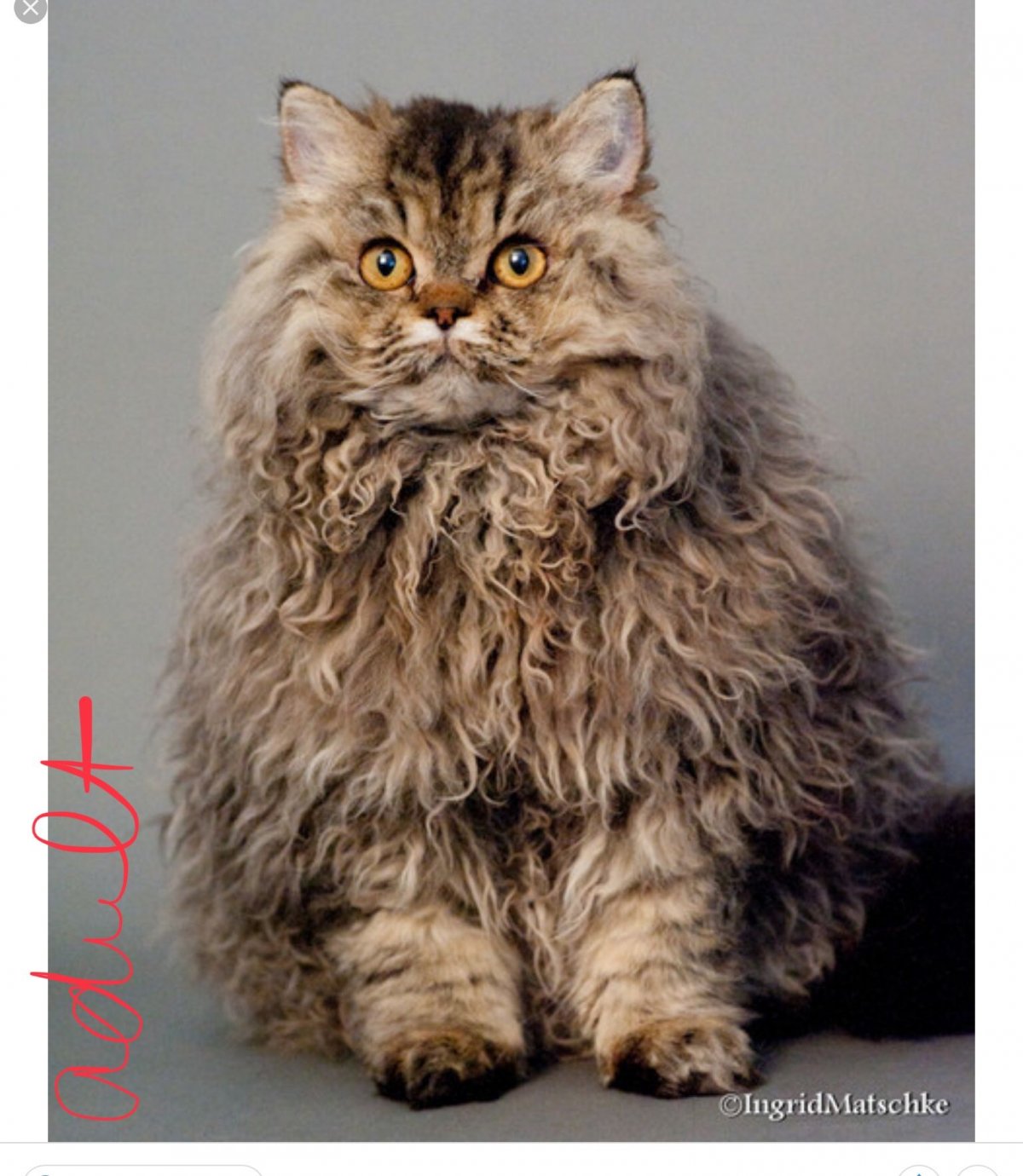 Кошка Селкирк рекс