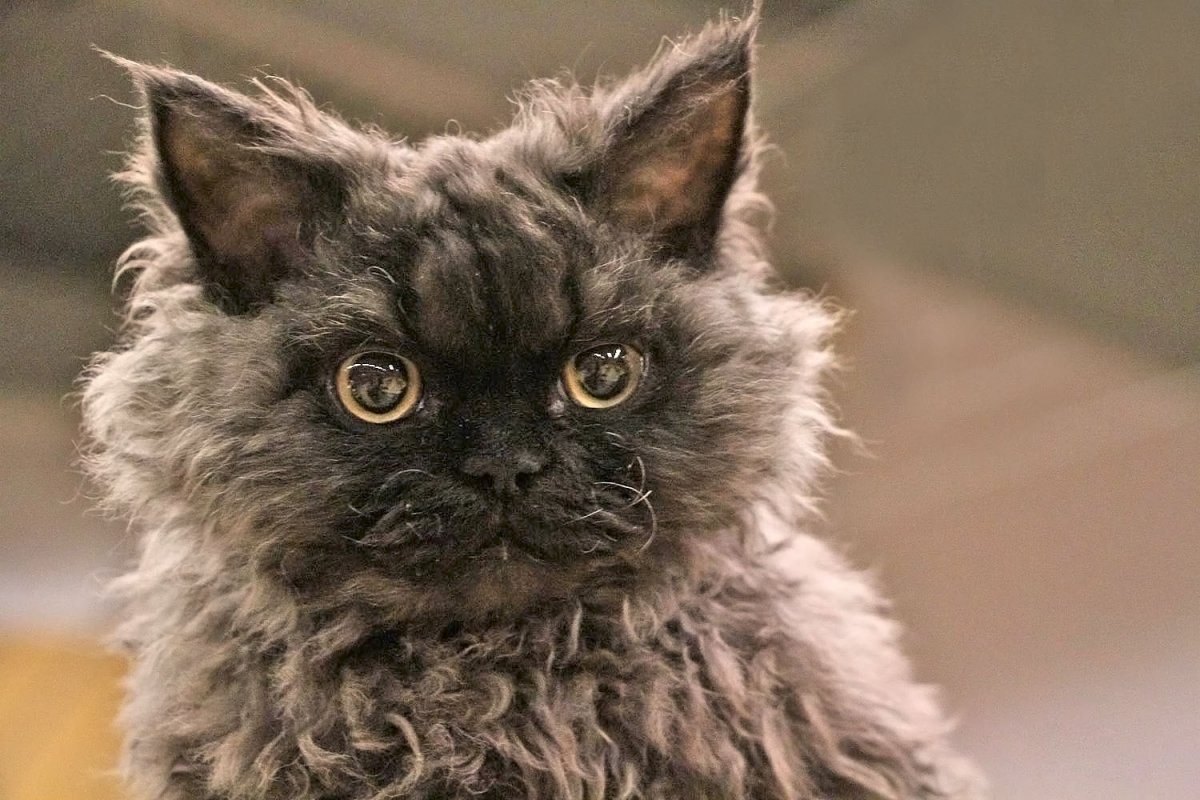 Кот Селкирк рекс