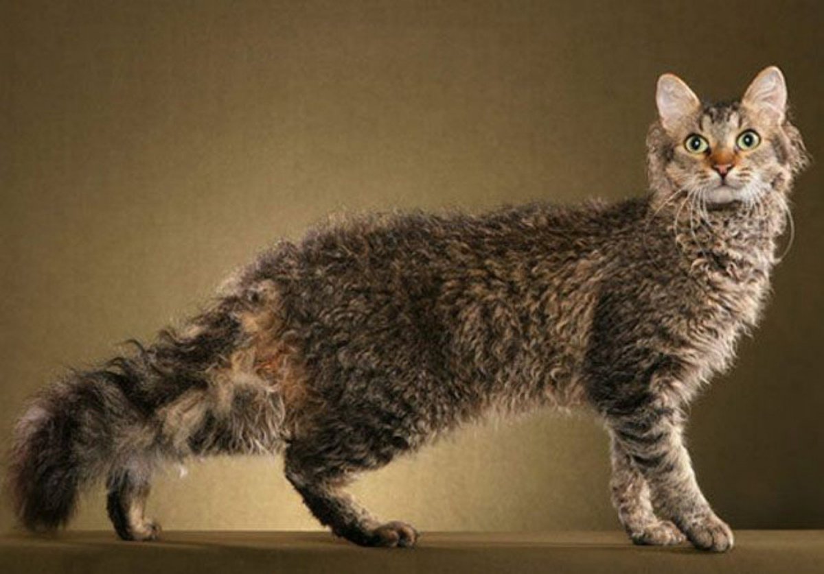 Порода Корниш рекс