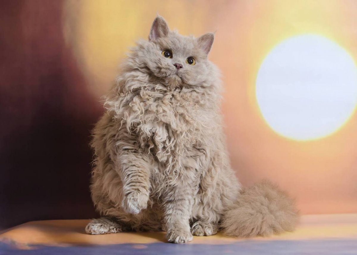 Селкирк рекс котята