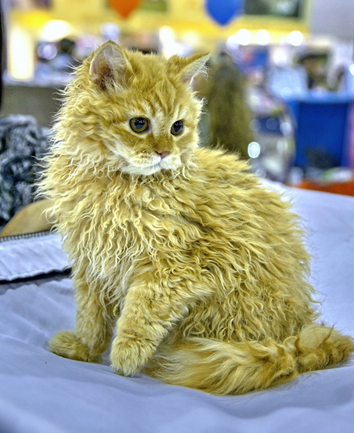 Селкирк рекс трёхцветная