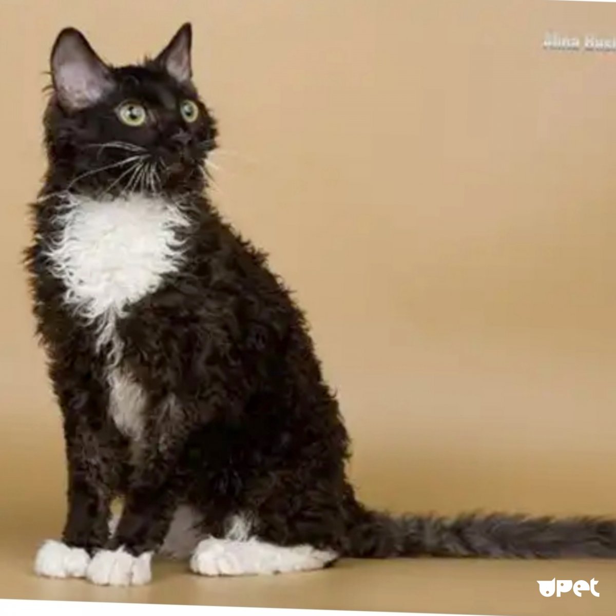 Кот Селкирк рекс