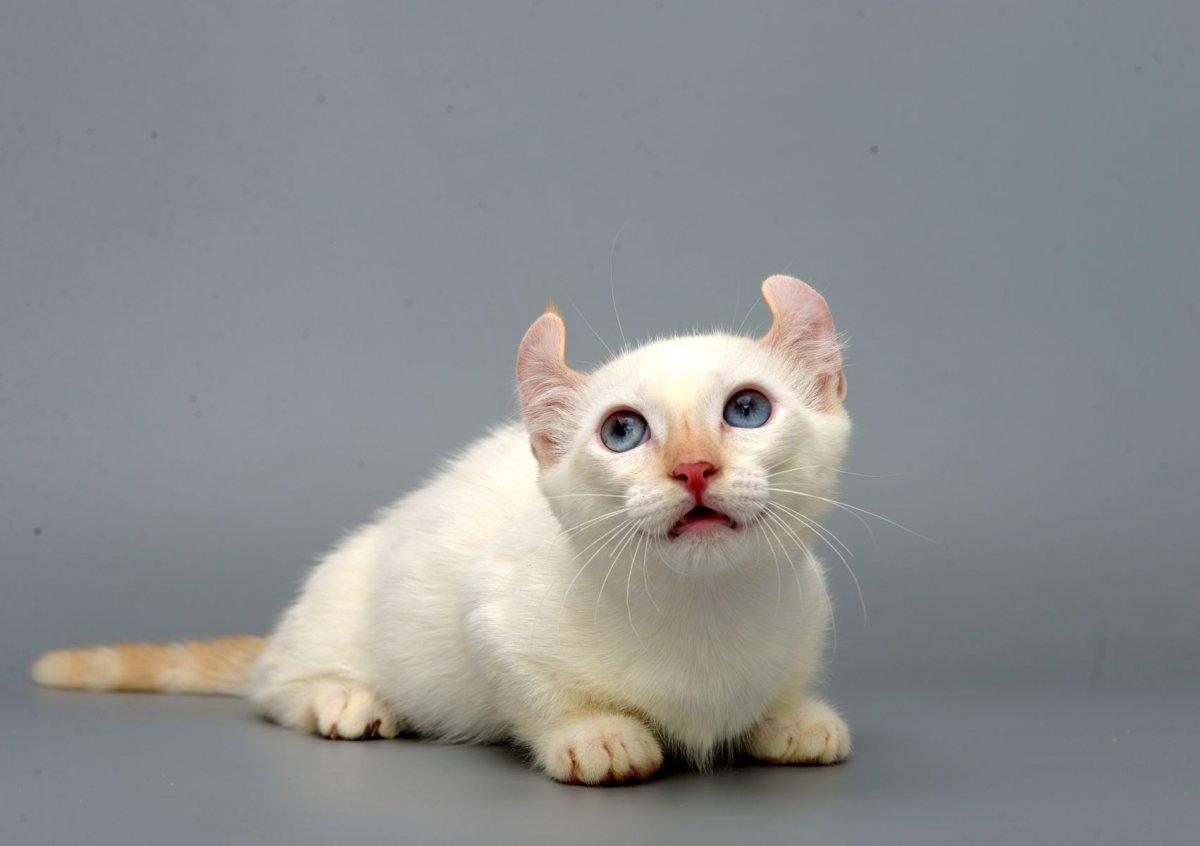 Кинкалоу, керл, Манчкин