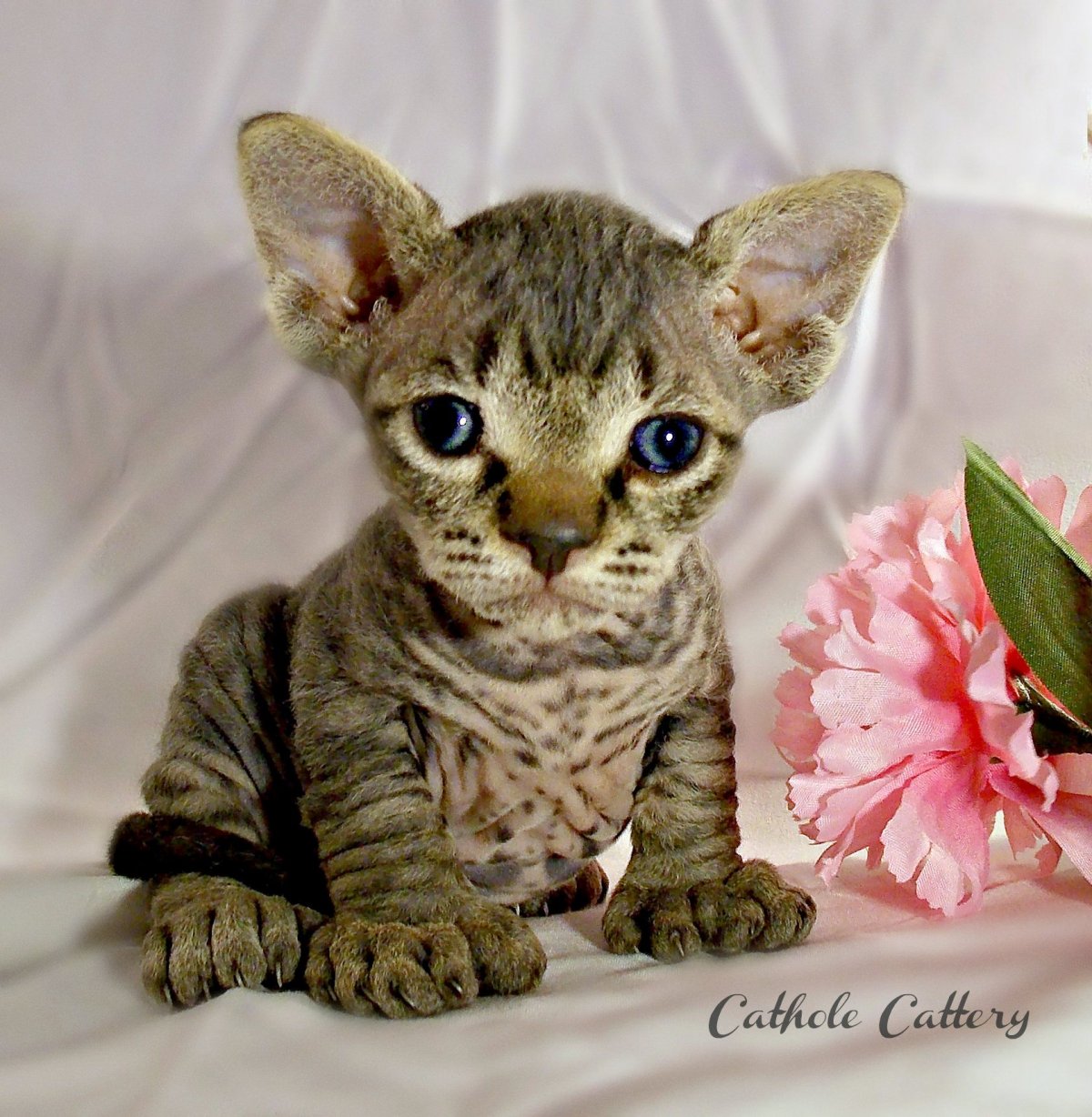 Мистер Пибблз кот