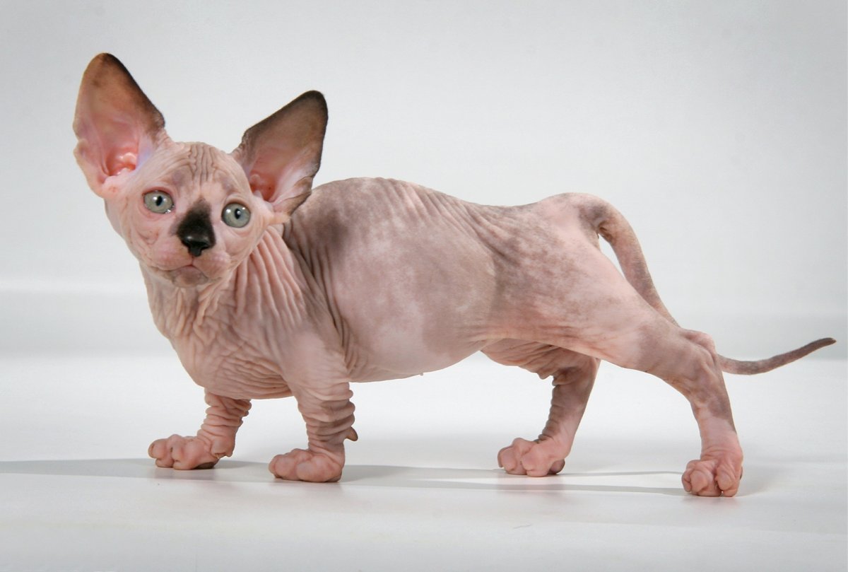 Манчкин Лулу порода