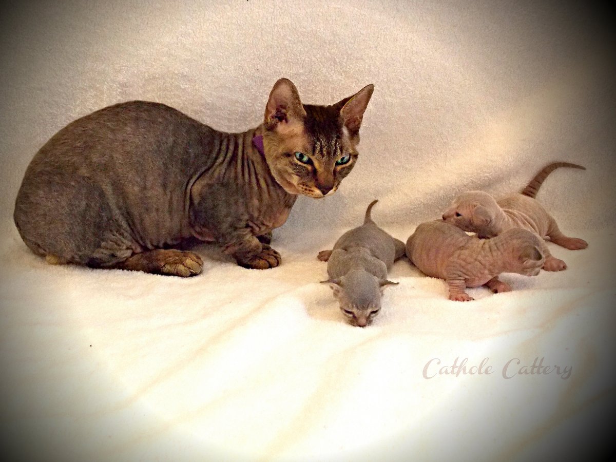 Манчкин порода кошек