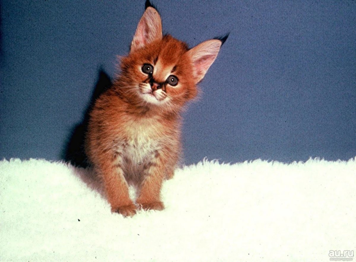 Породы кошек каракал котенок