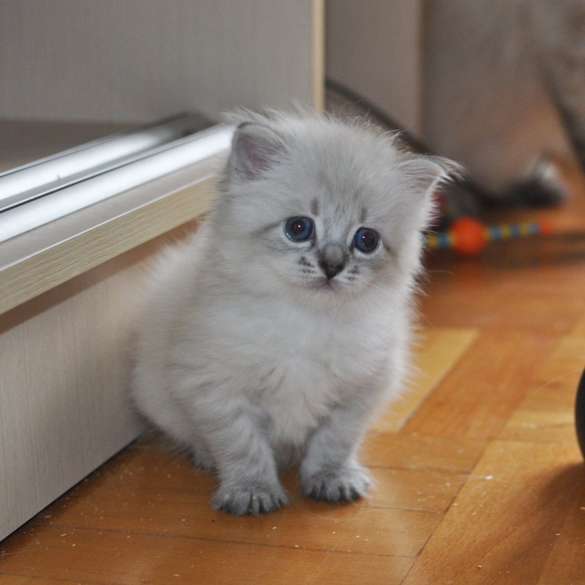 Карликовый Минскин