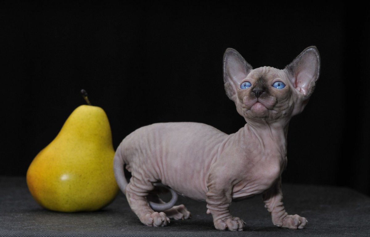 Кошки сфинксы Бамбино