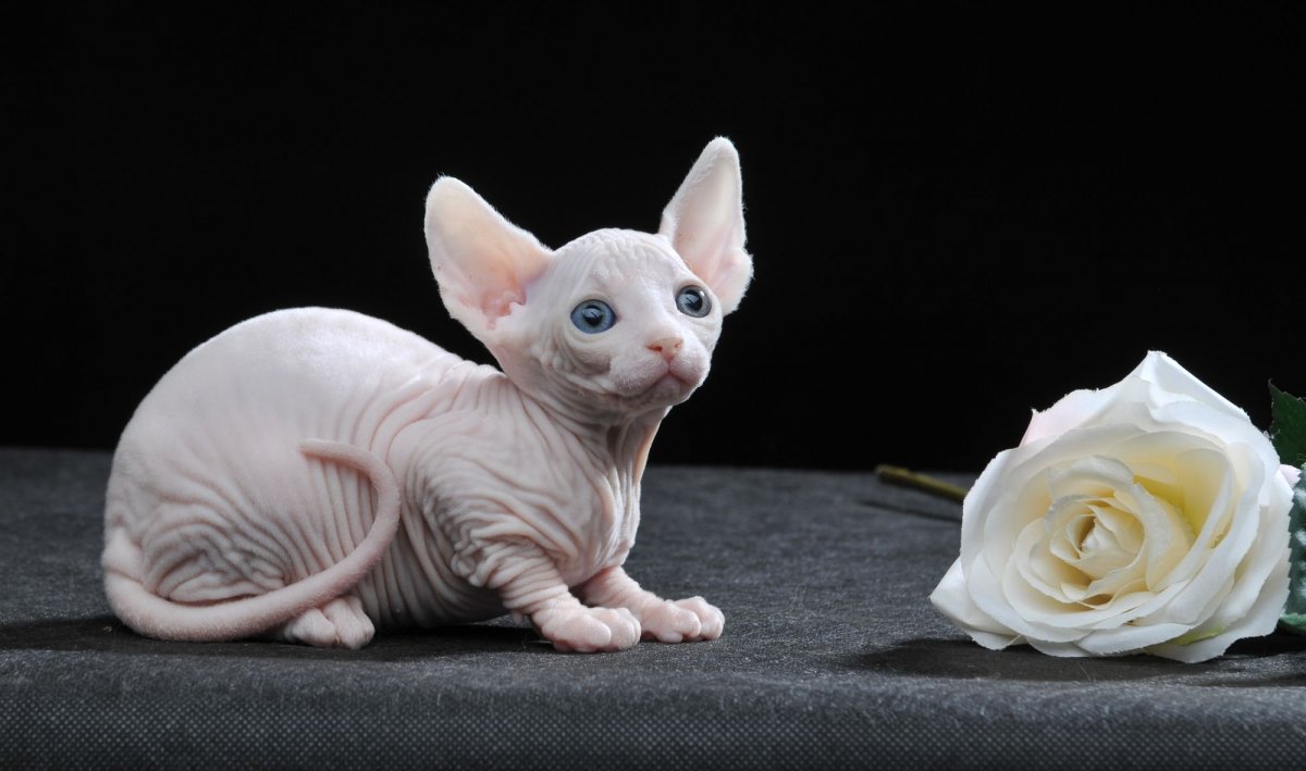 Порода кошек Бамбино