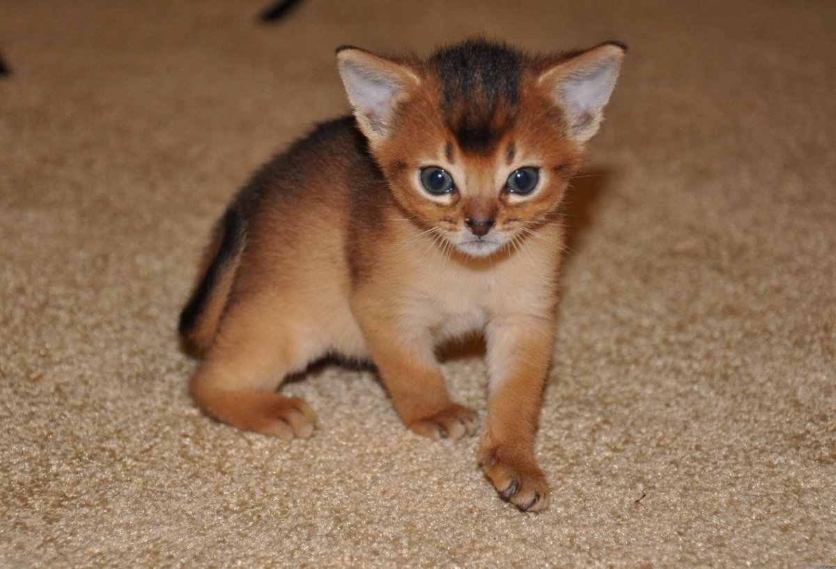 Маленькие породистые котята