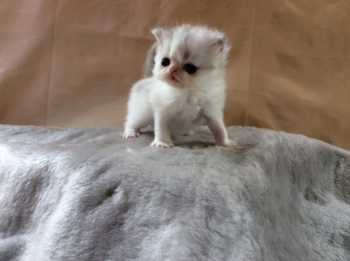 Карликовые котята