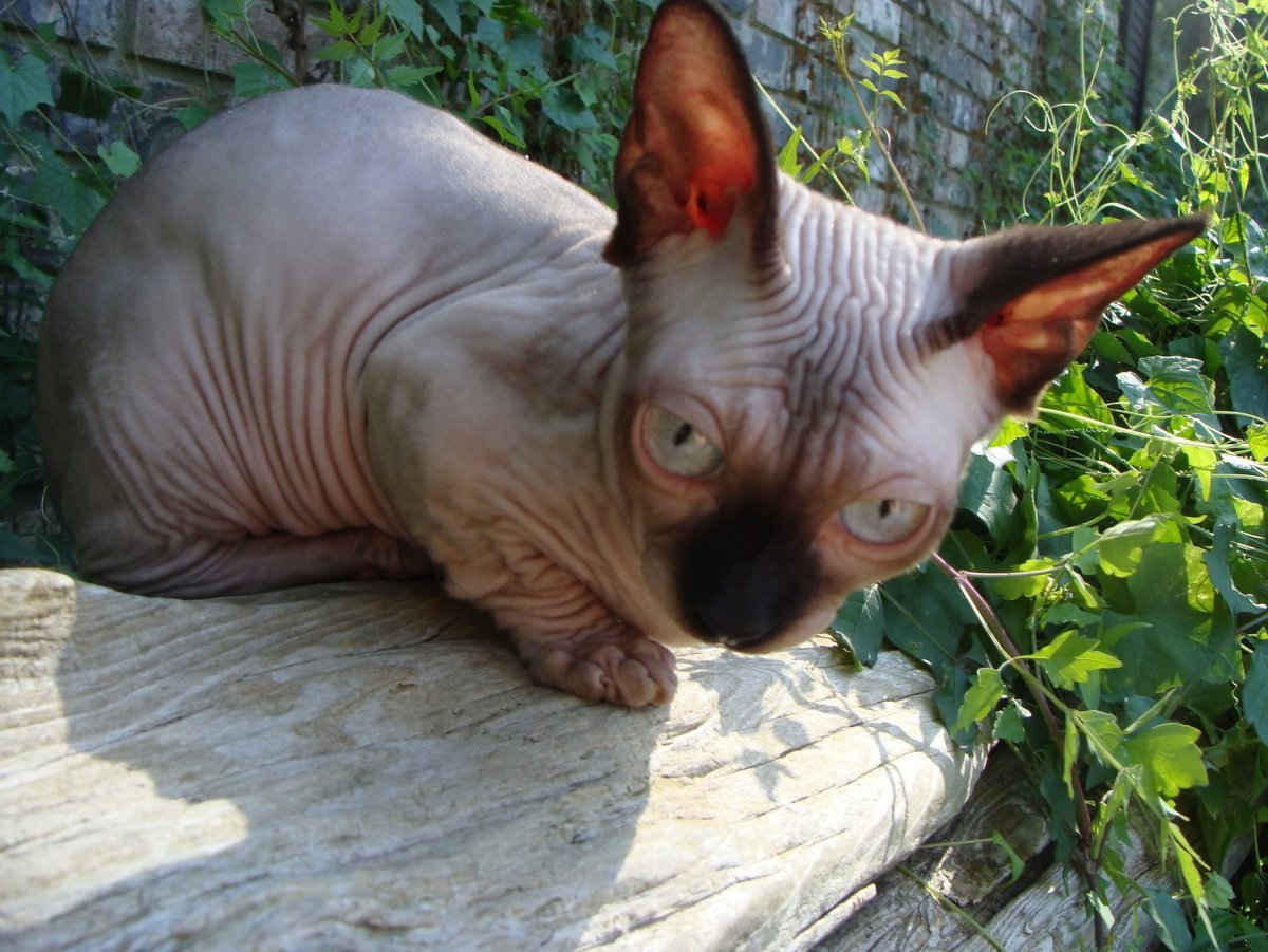 Оцелот малыш