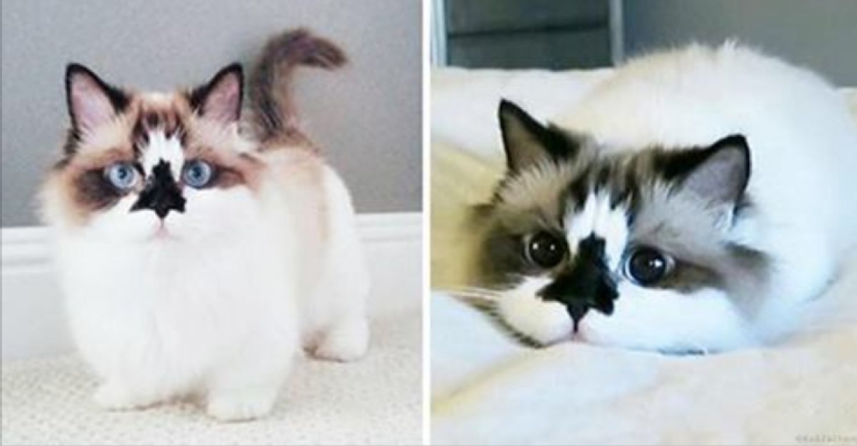 Манчкин кошка трехцветная