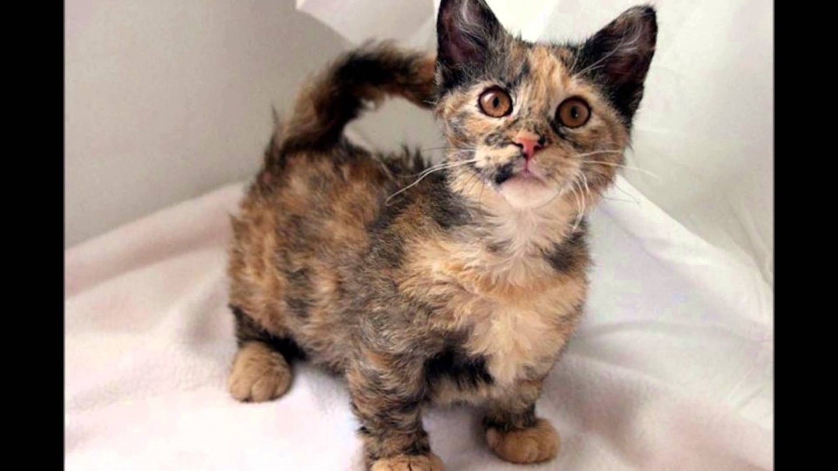 Экзотическая короткошерстная Снупи