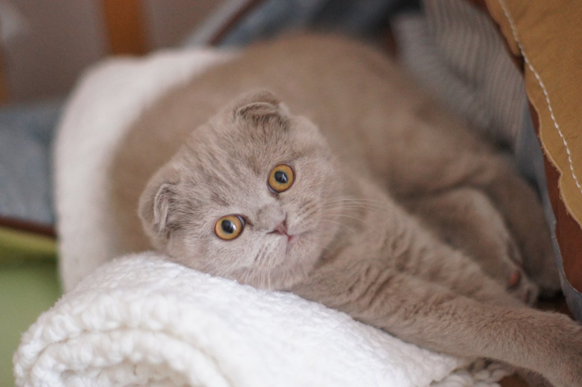 Лиловый окрас шотландских кошек