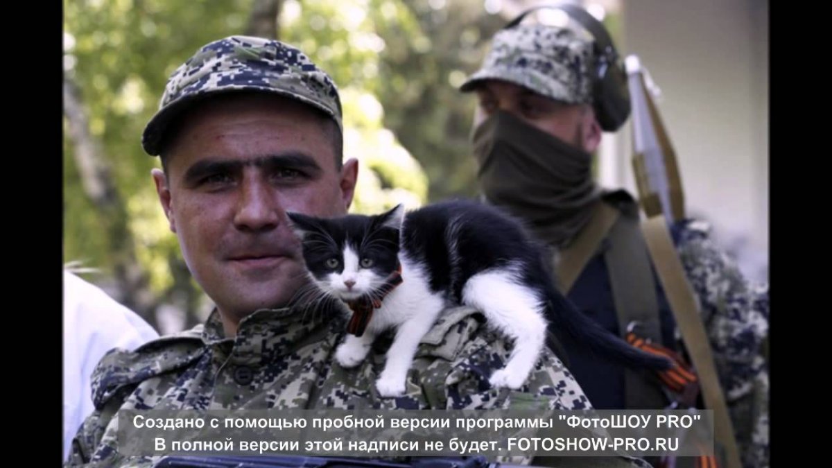 Кот военнослужащий
