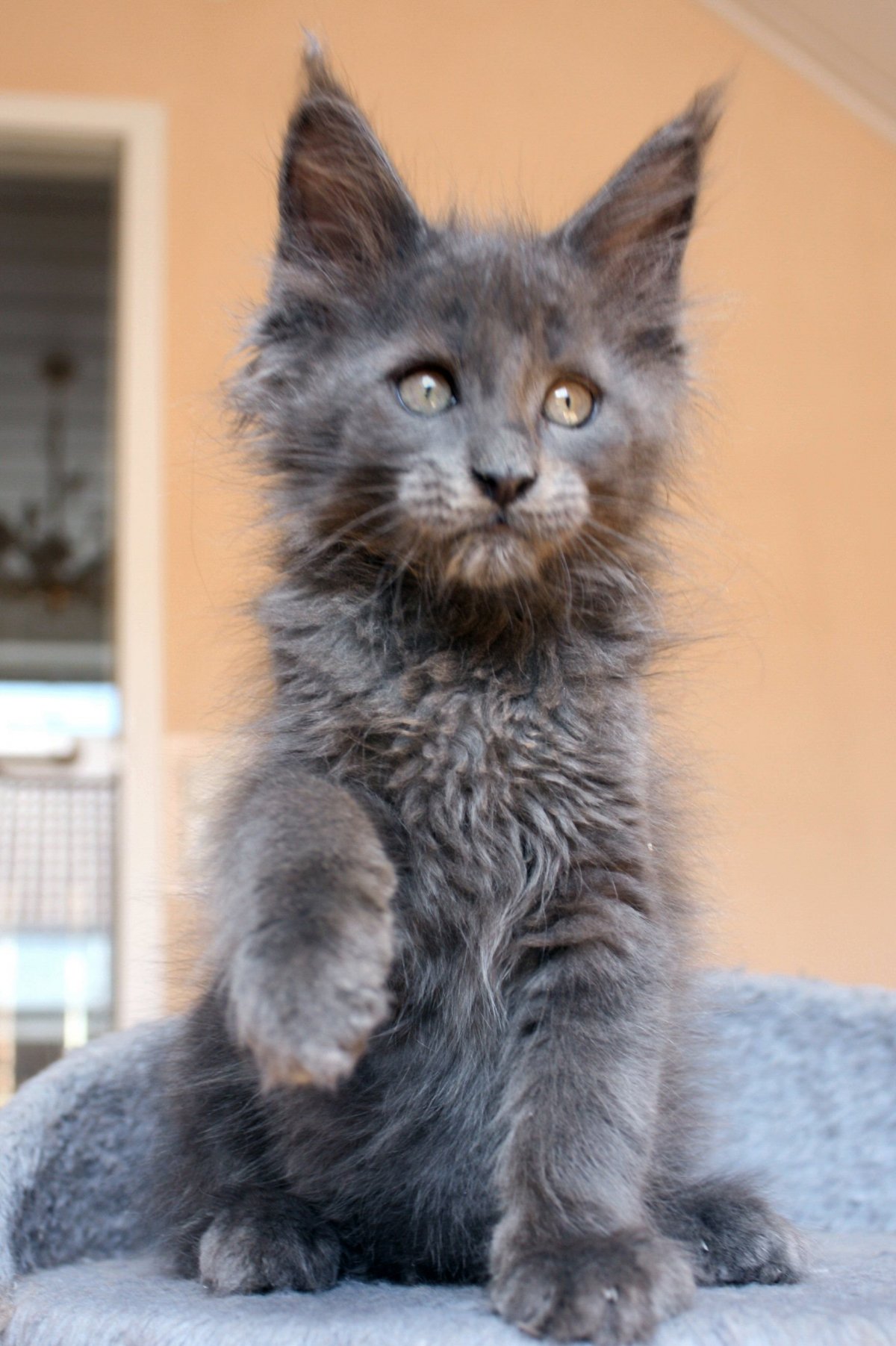 Метис Мейн куна котенок серый