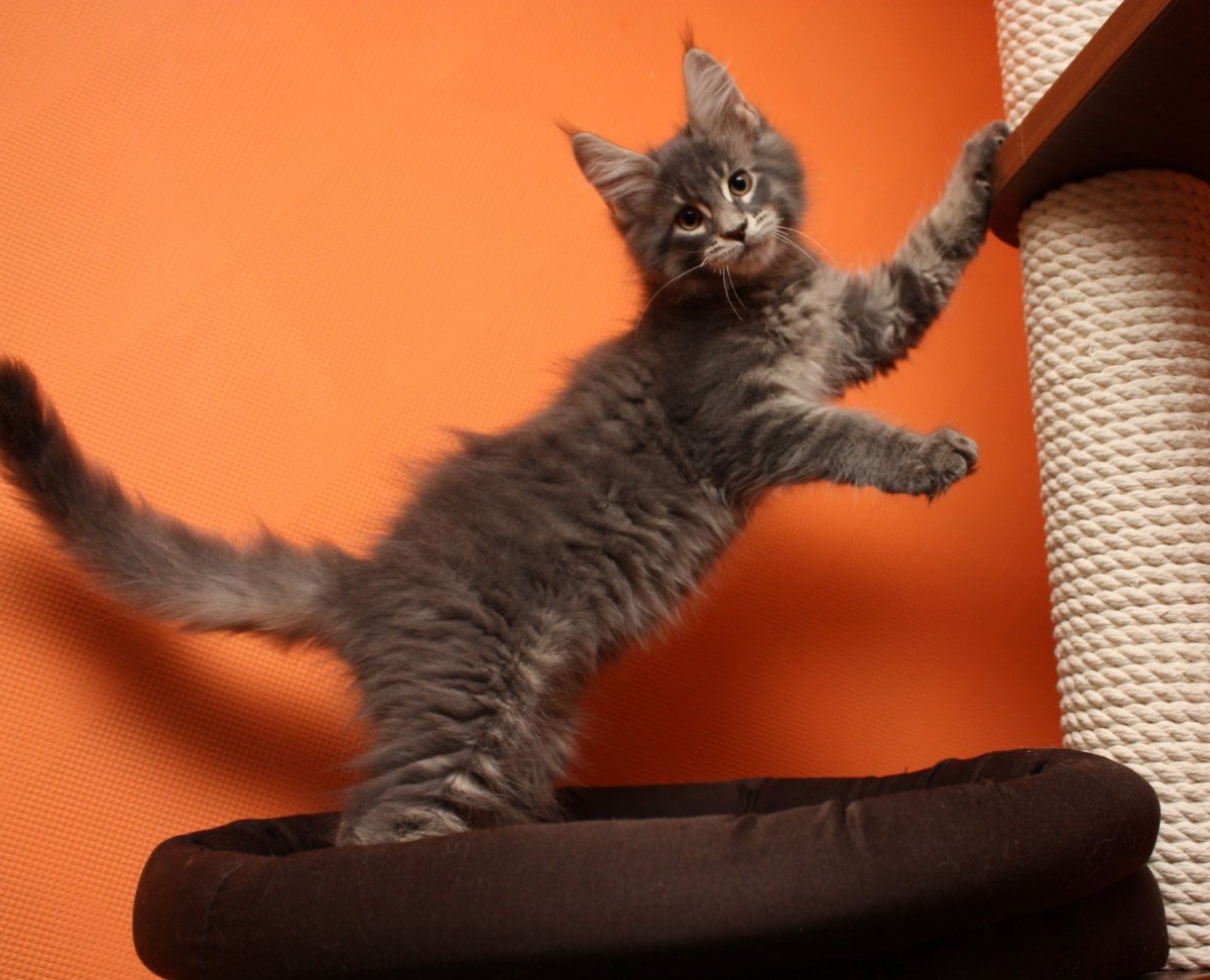 Мейн кун и британец