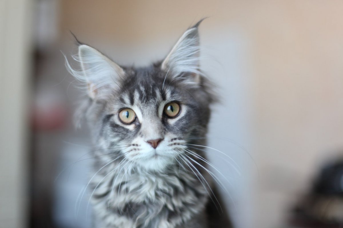 Метис Мейн куна норвега