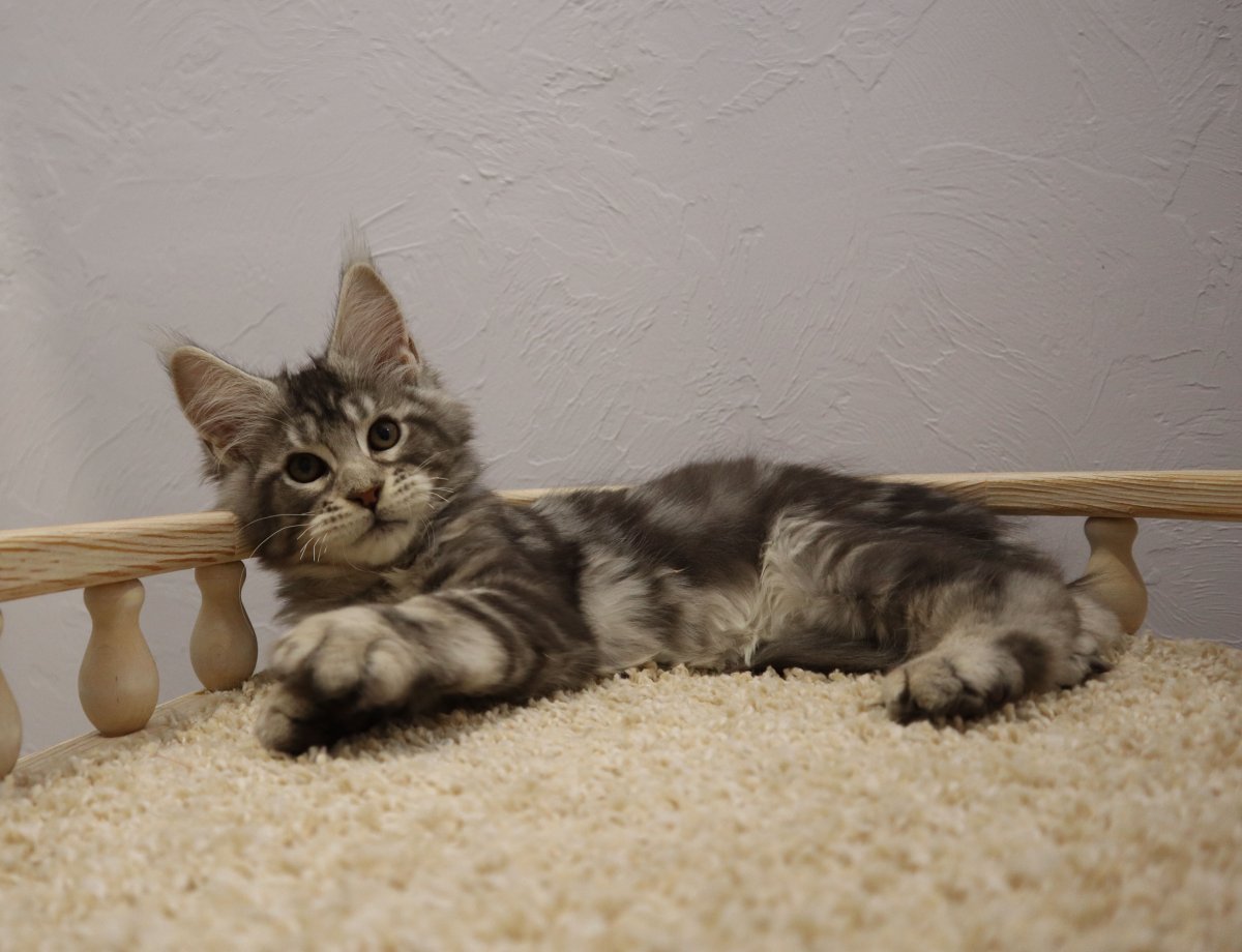 Котята метисы Мейн куна