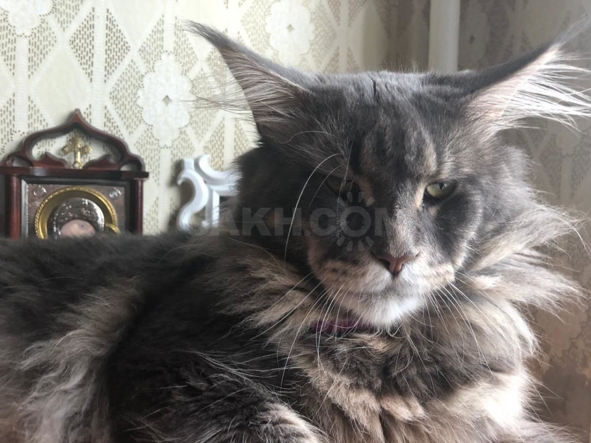 Метис Мейн кун и шотландец