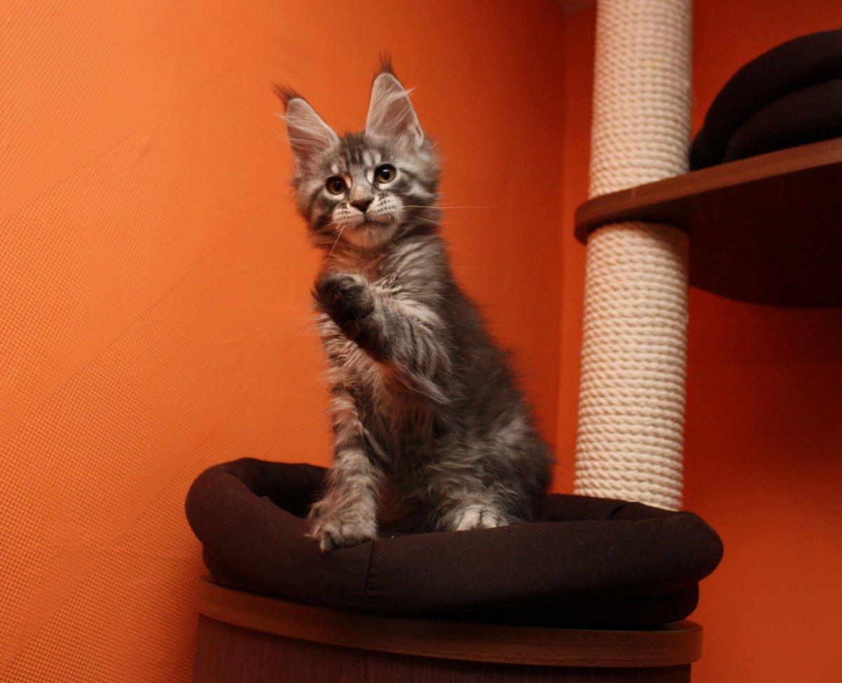 Питомник Мейн кунов