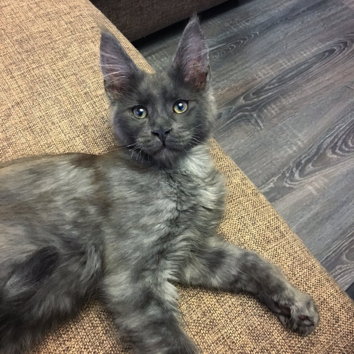 Ориентал и Мейн кун метис