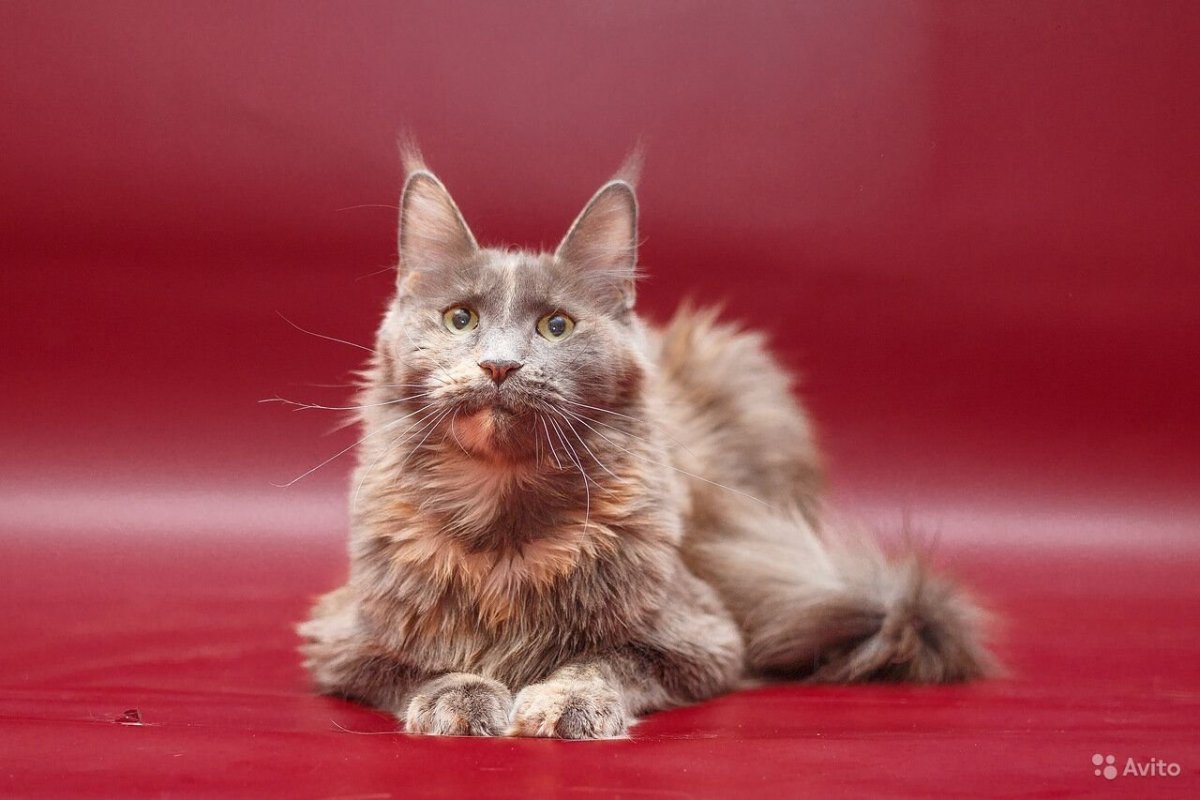 Метис Мейн куна