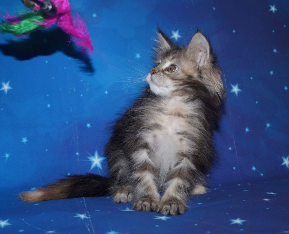 Метис Мейн куна короткошерстный