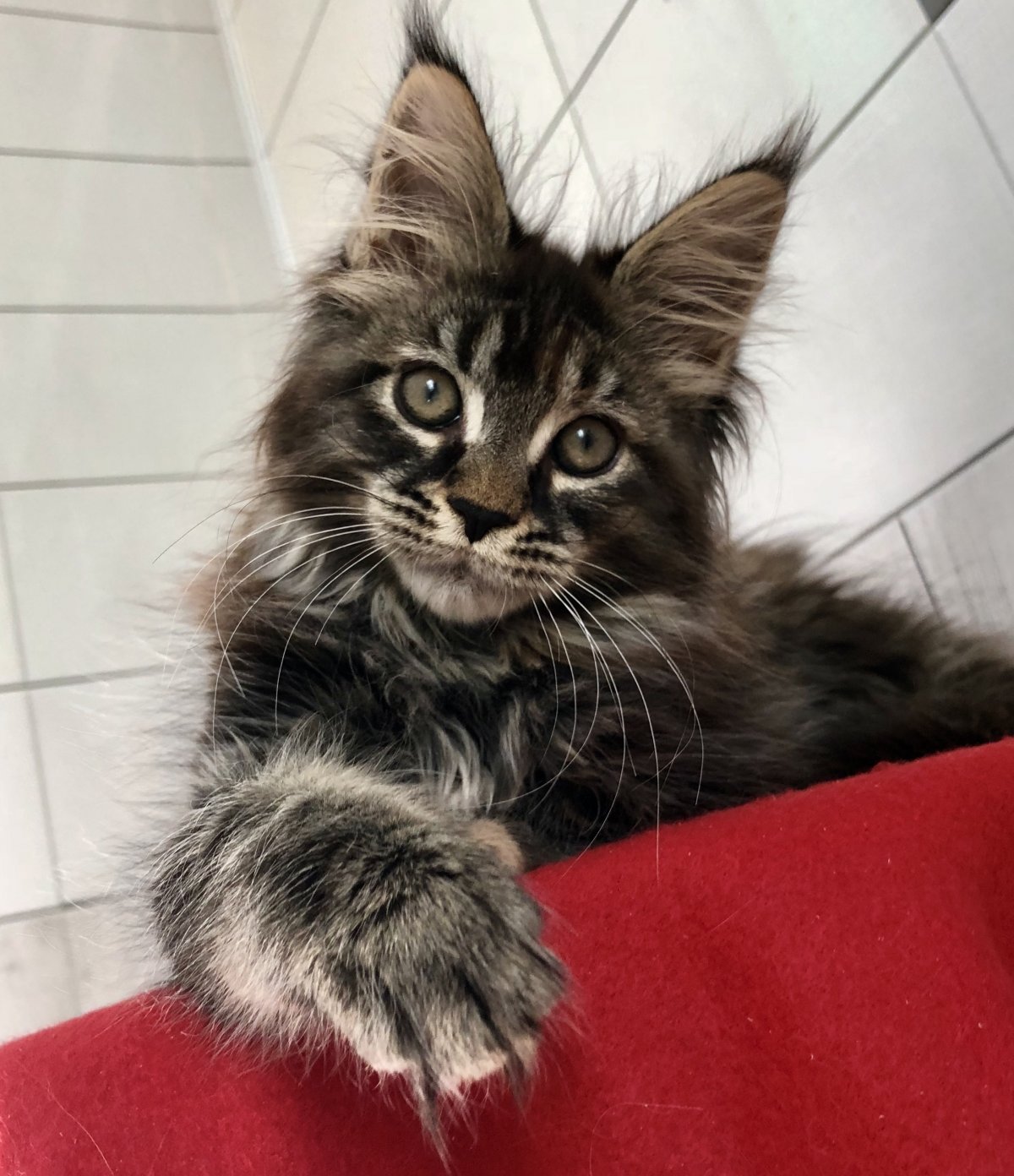 Метисы кошки Мейн-куна