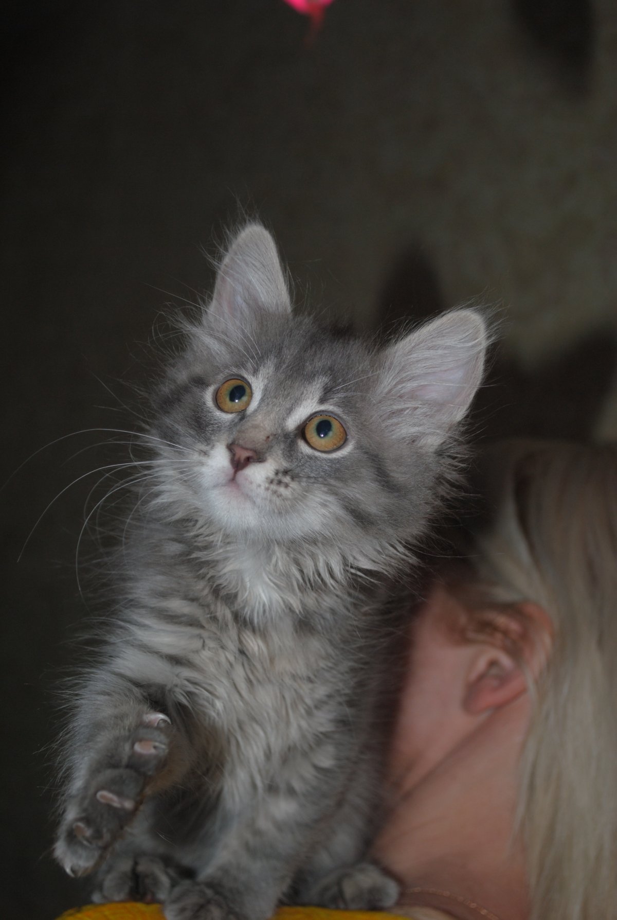 Серый метис Мейн куна