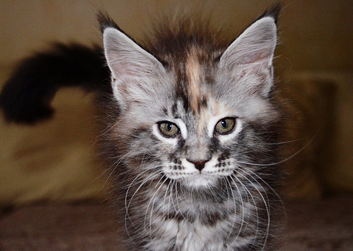 Котята Мейн кун Полукровки фото