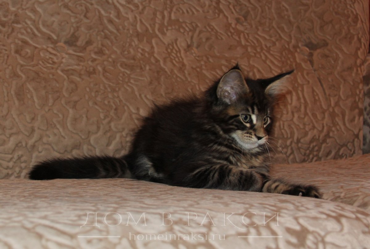 Мейн-кун Rich