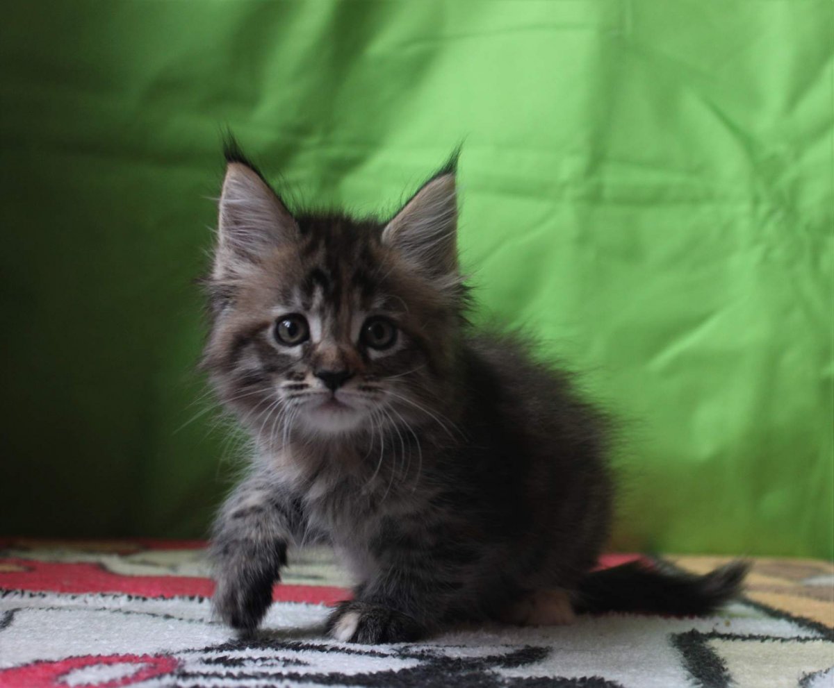 Метис Мейн куна и Сибиряка