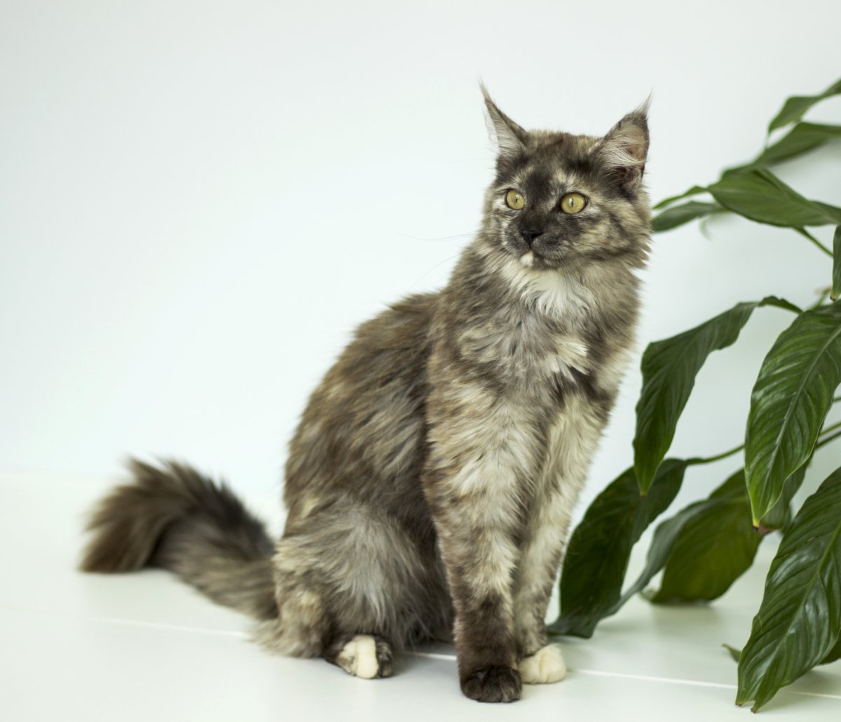 Кошка Мейн кун метис