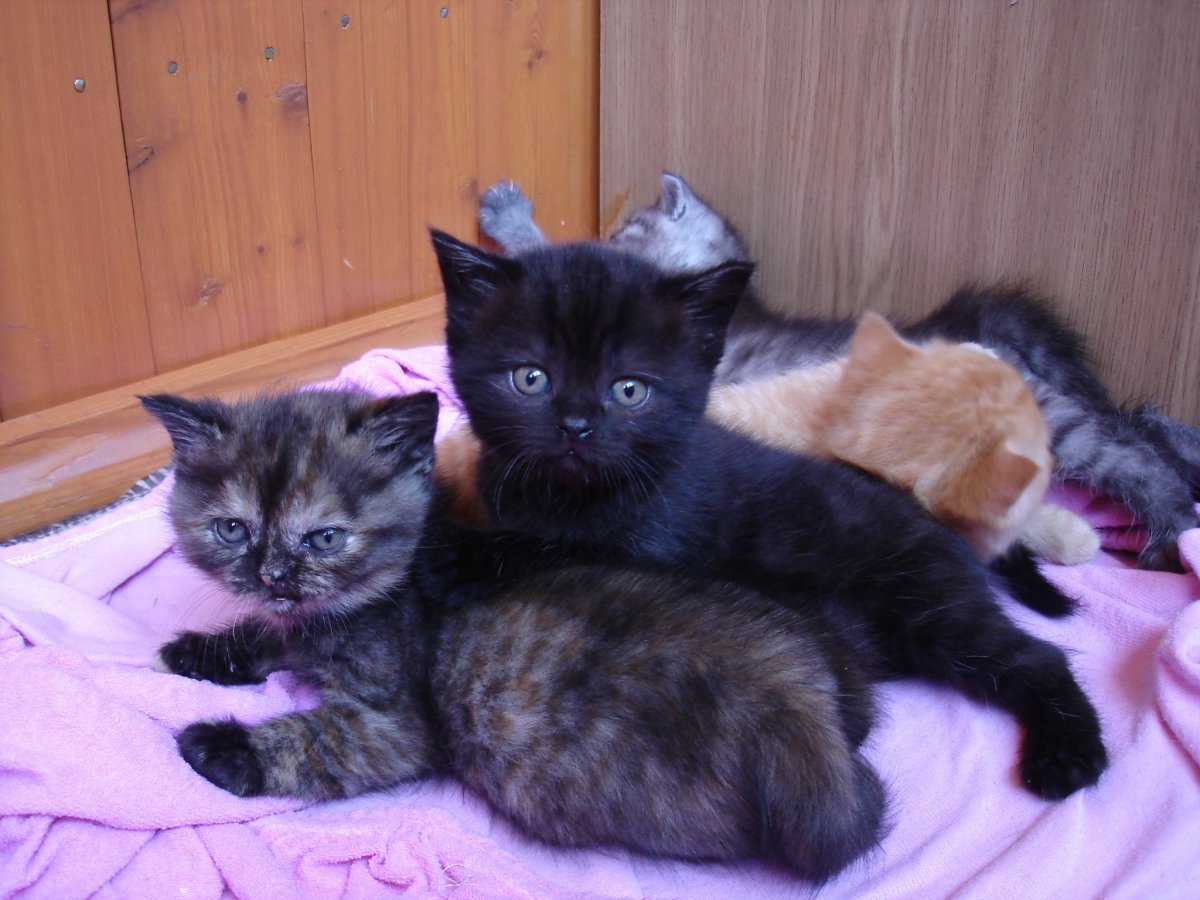 Полубританские котята осо