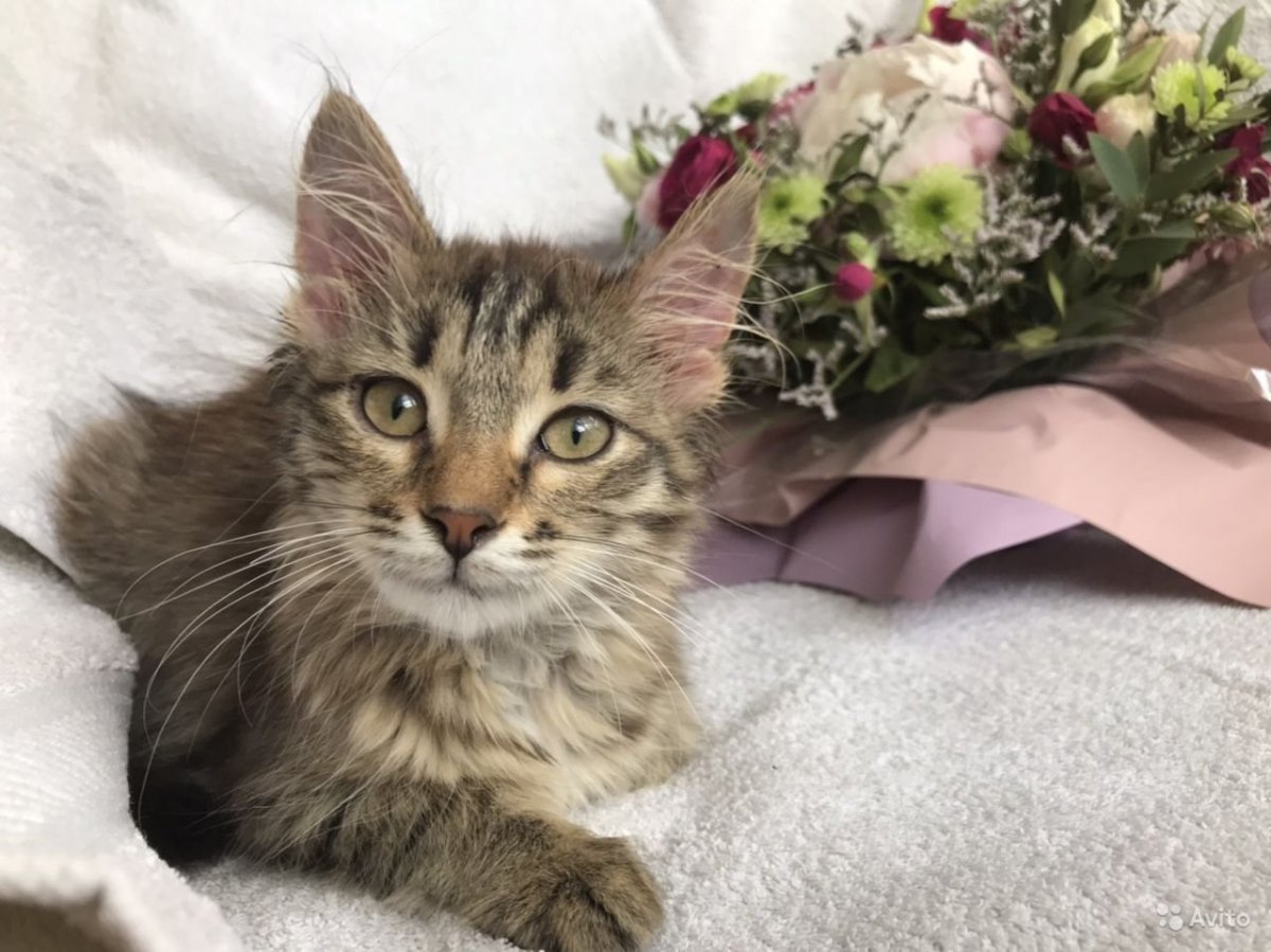 Метис Мейн куна и сибирской