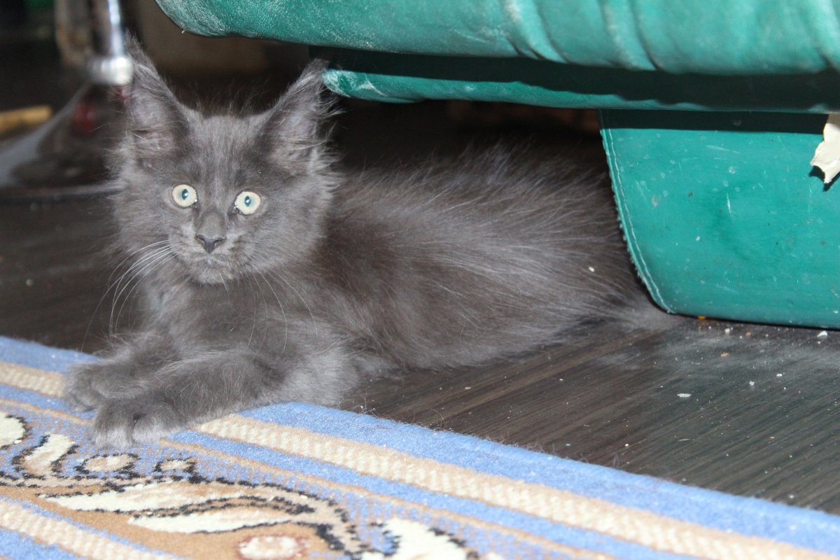 Смесь Нибелунга и Мейн куна