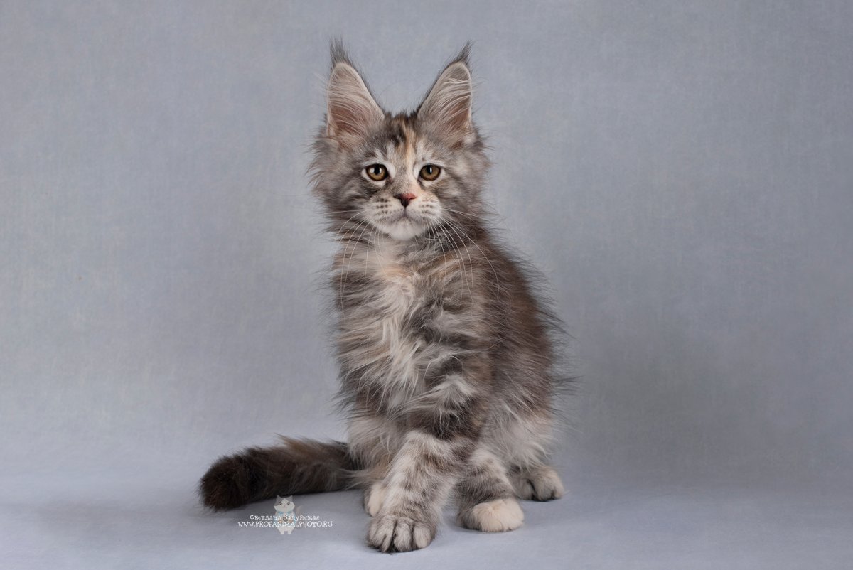 Мейн кун Тося