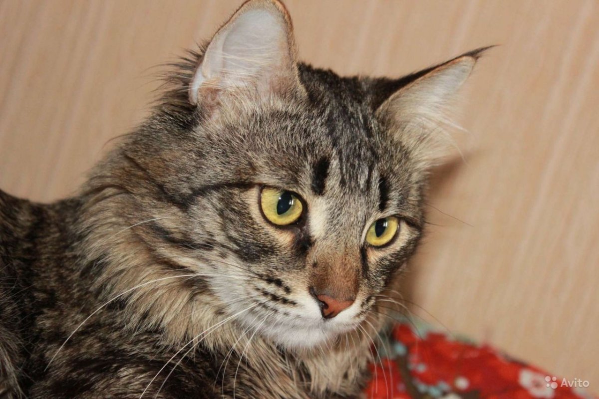 Мейн кун Вегас Калуга