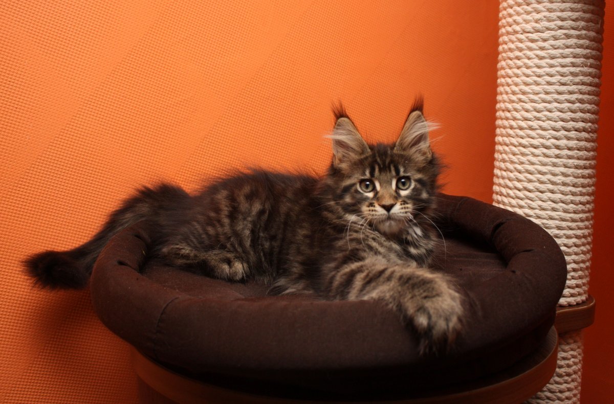 Метис Мейн куна и керла