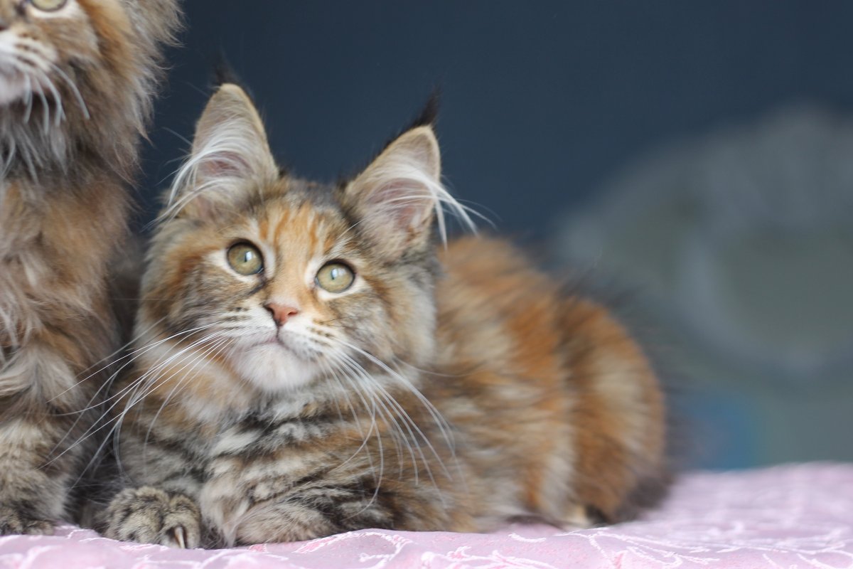 Шотландский Мейн кун