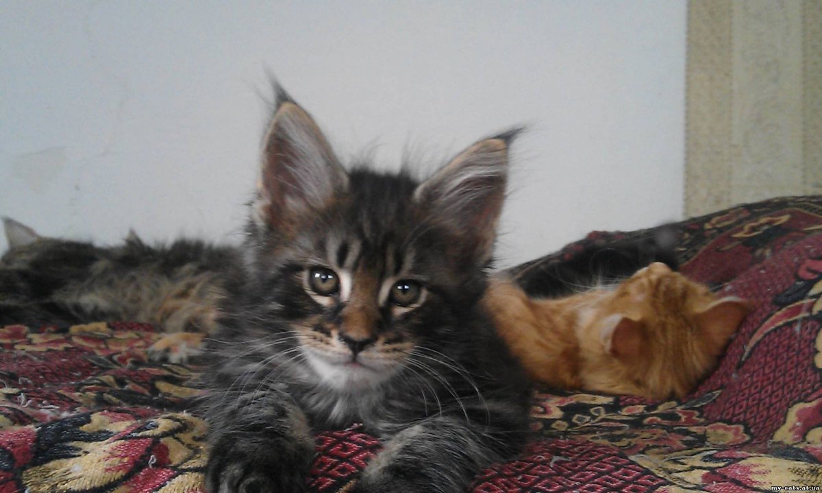 Мейн кун Лесной окрас