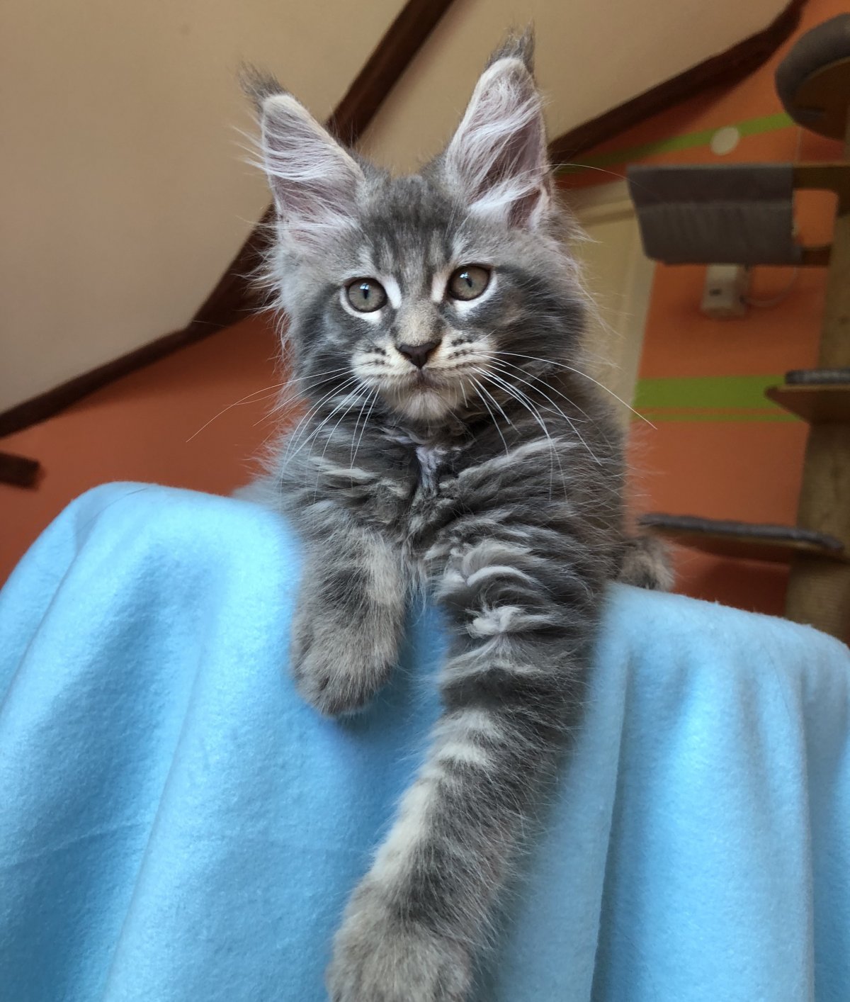 Мейн кун и британец