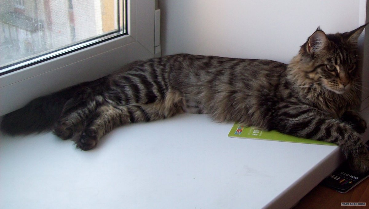 Метис Мейн кун полосатый