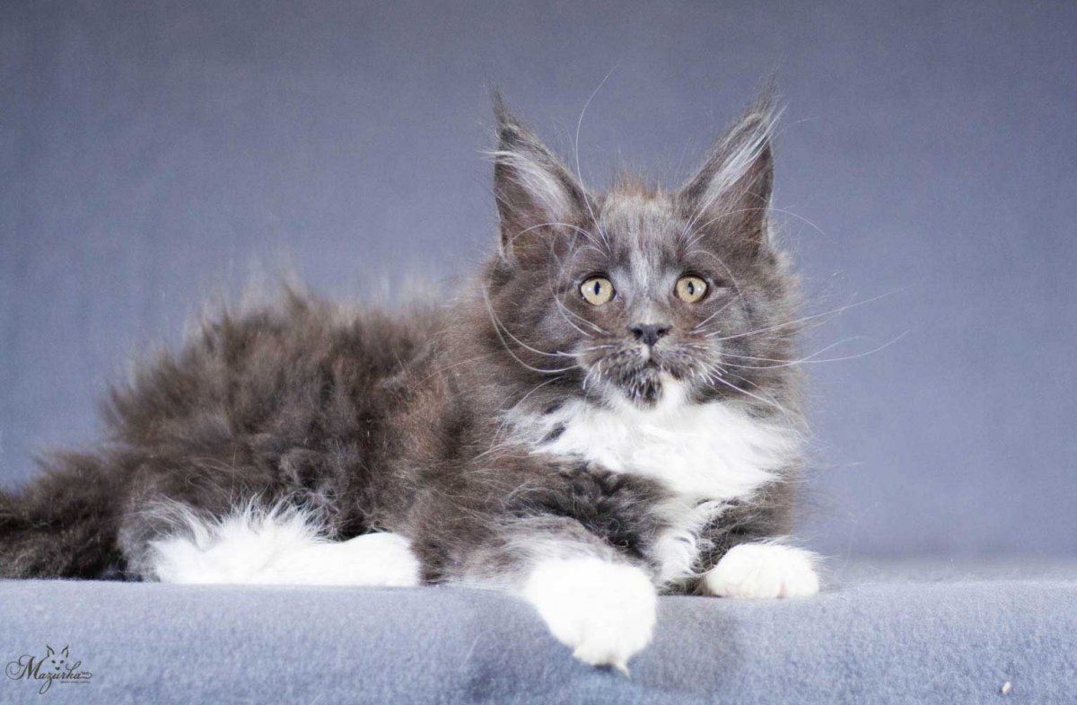 Метисы Мейн куна характер